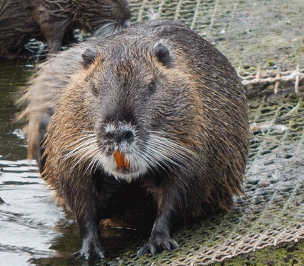 muskrats in yard