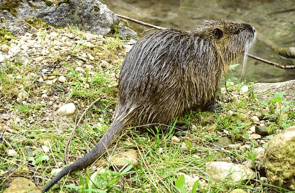 beavers in yard