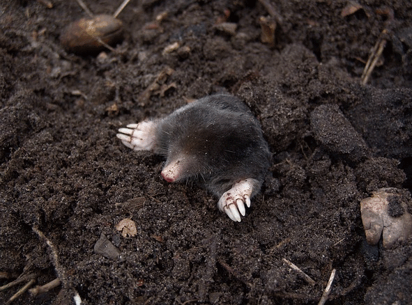 moles in yard