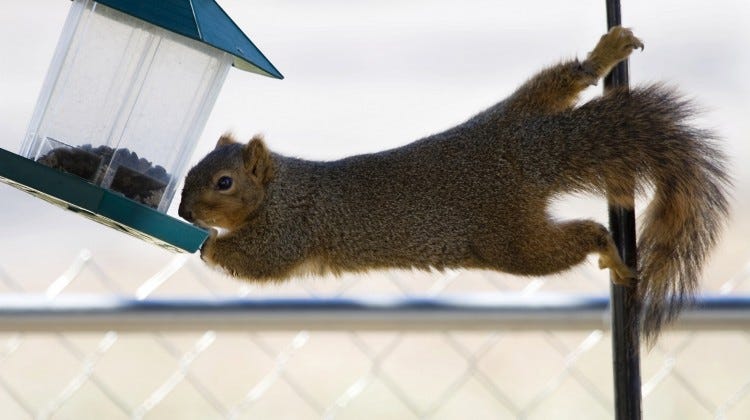 squirrel on bird feeder