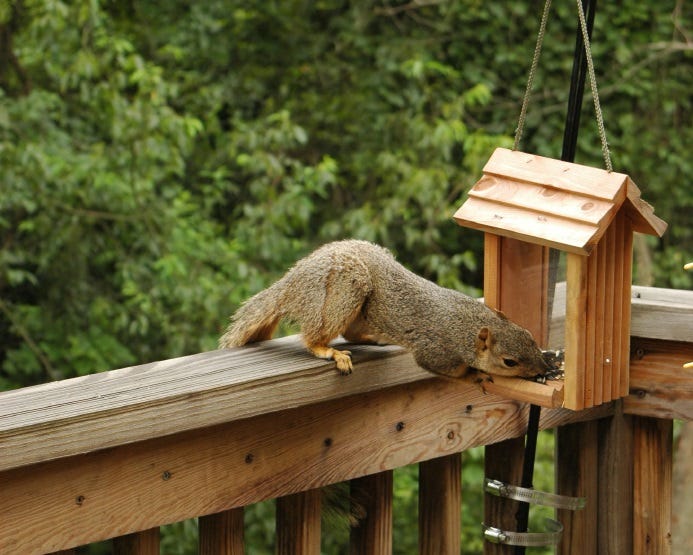 squirrels at bird feeder