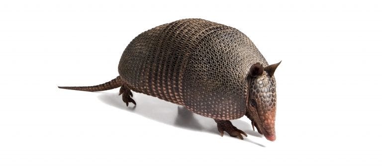 armadillo on white