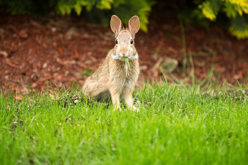 rabbit eating grass