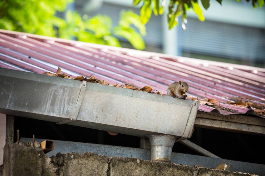 squirrel on roof