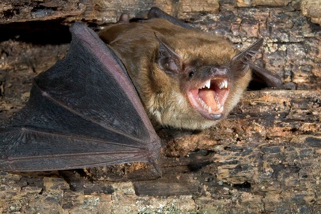 bat with rabies