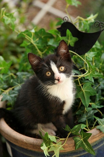 kitten in potted plant