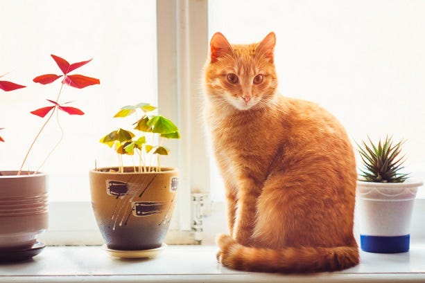 cat next to potted plants