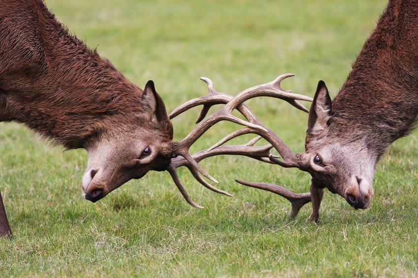 deer fighting