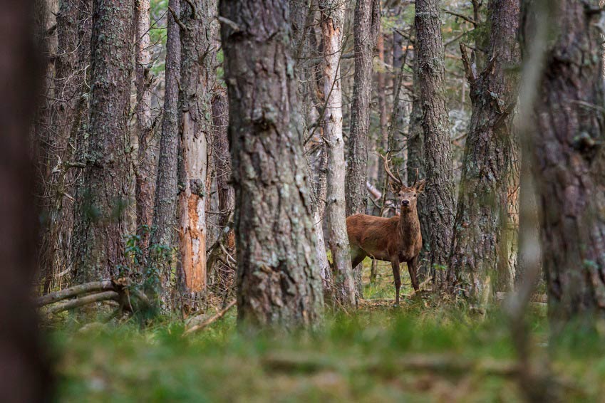 deer in forest