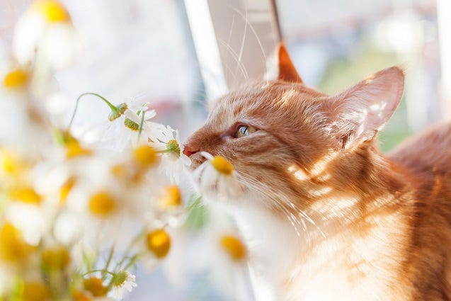 cat smelling flower