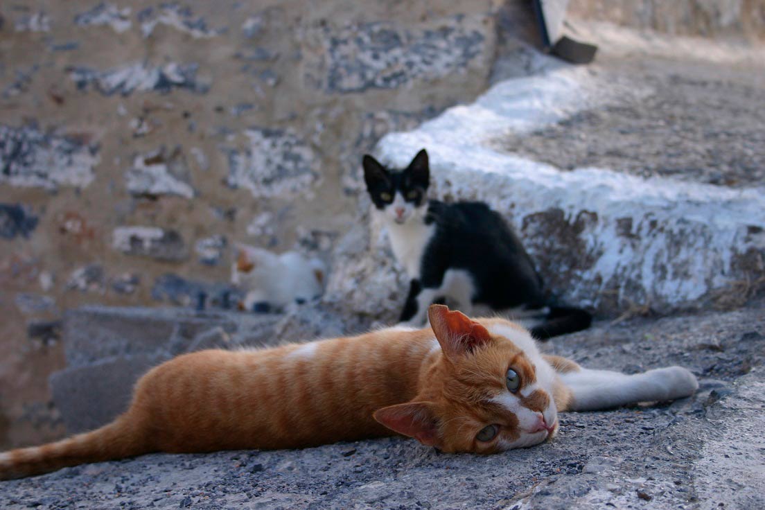 stray cats lounging