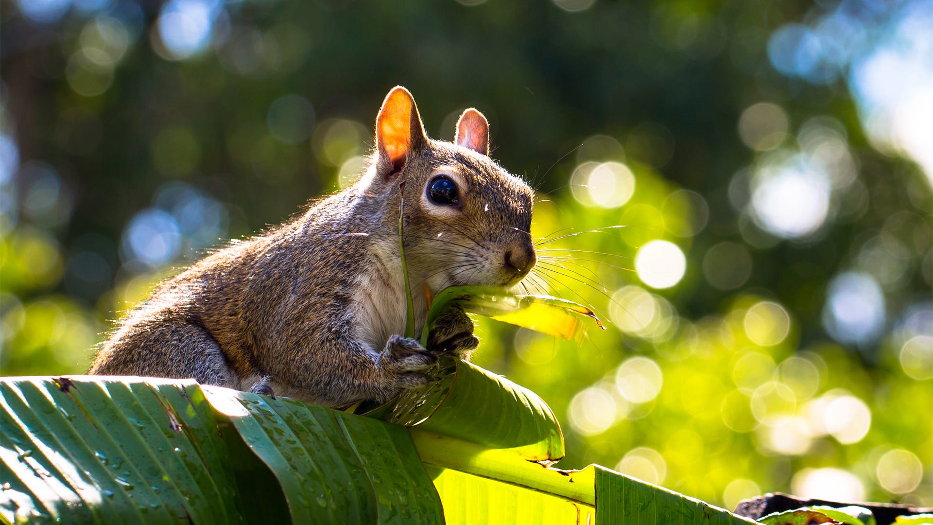 Keeping Squirrels Out of the Garden