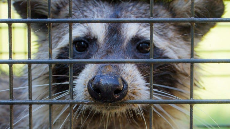 caged raccoon