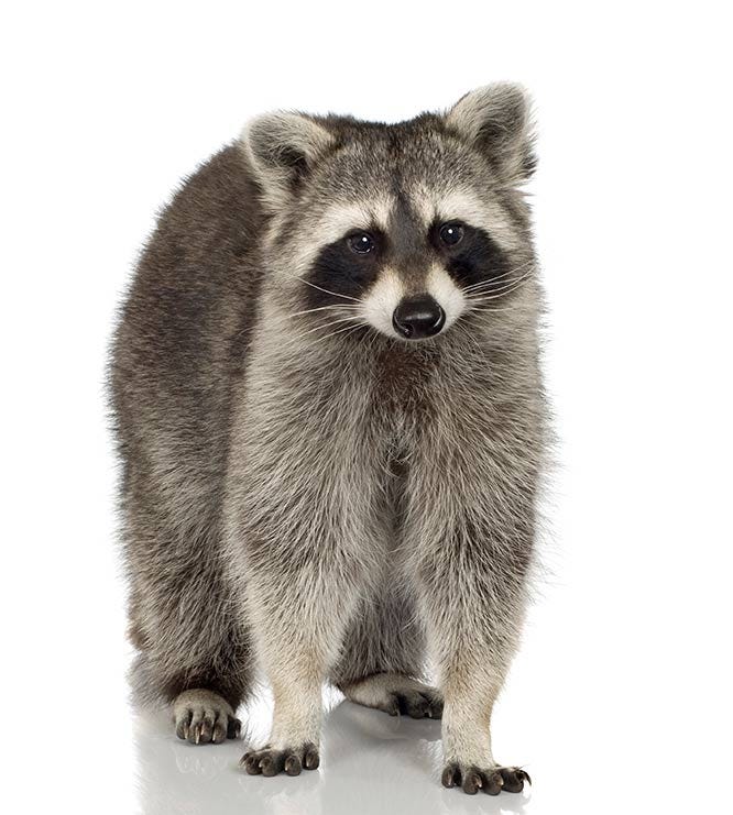 Raccoon