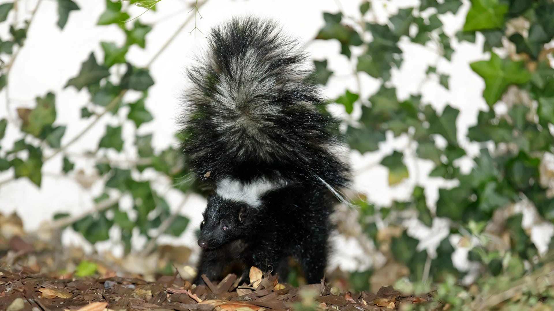 skunk in woods