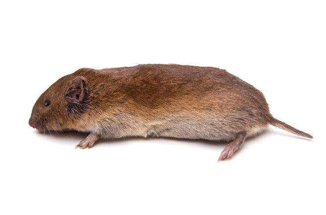 Vole