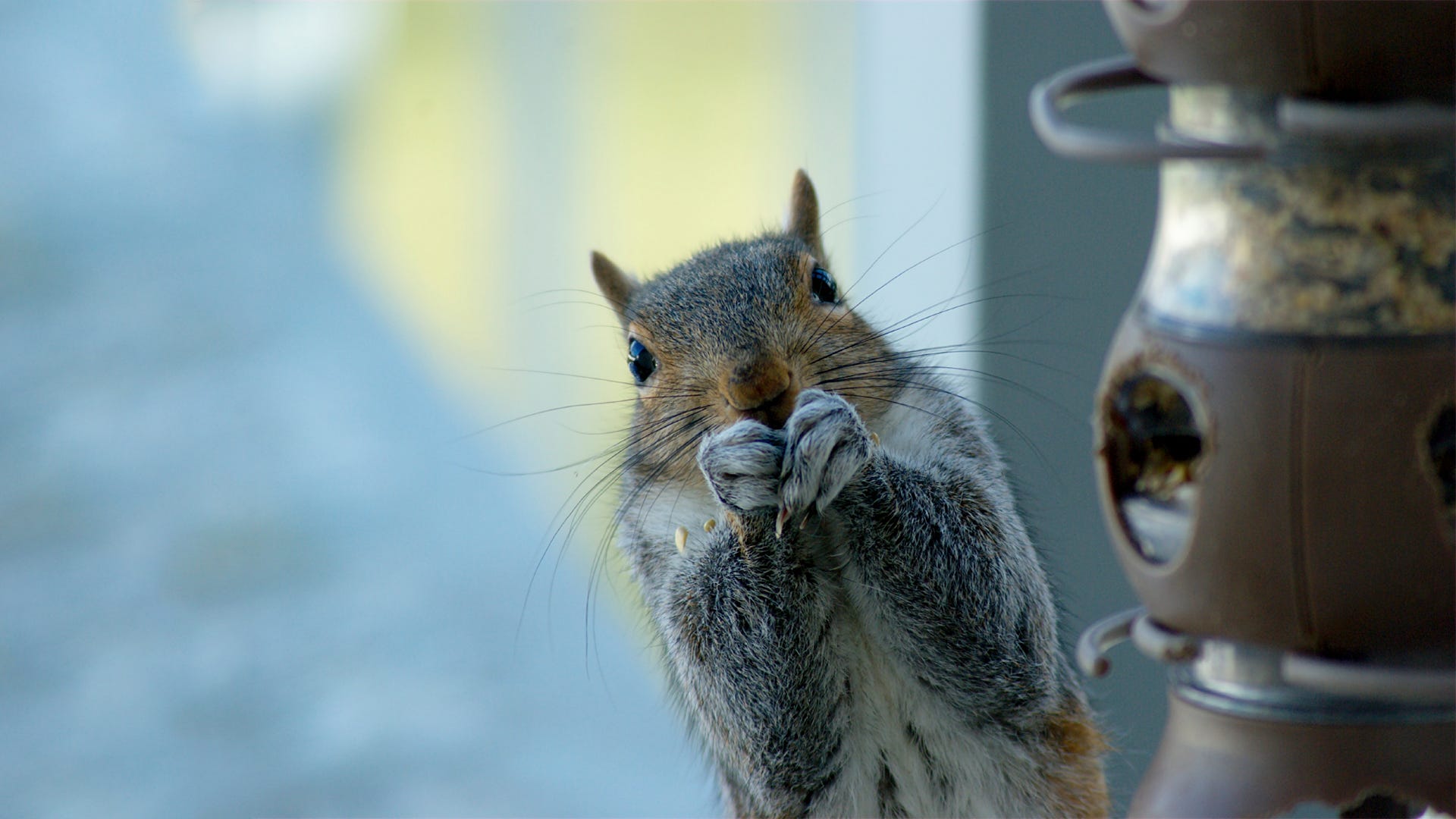 Attract Birds, Not Squirrels!