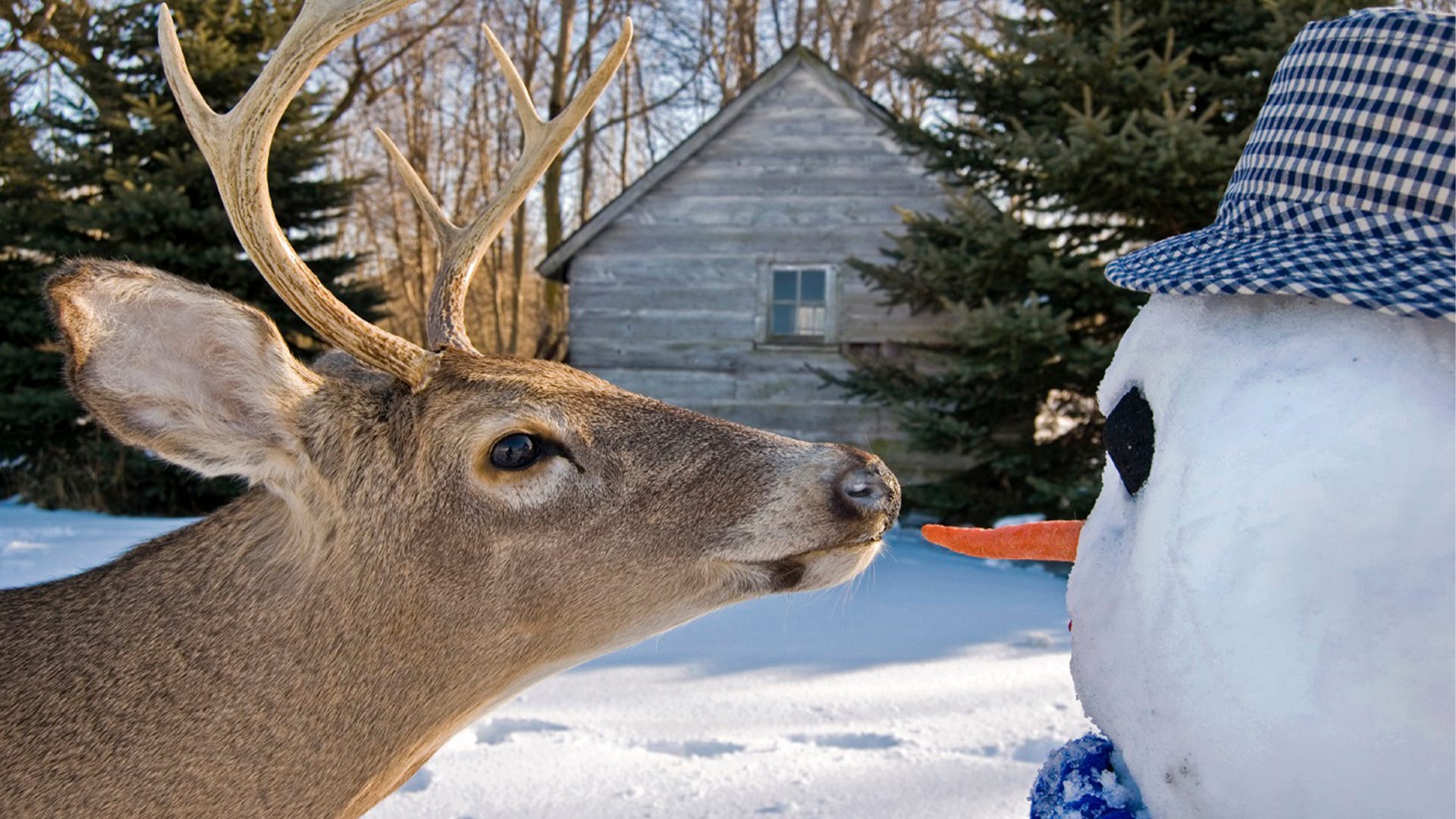 17 Solutions to Keep Deer Off Your Property