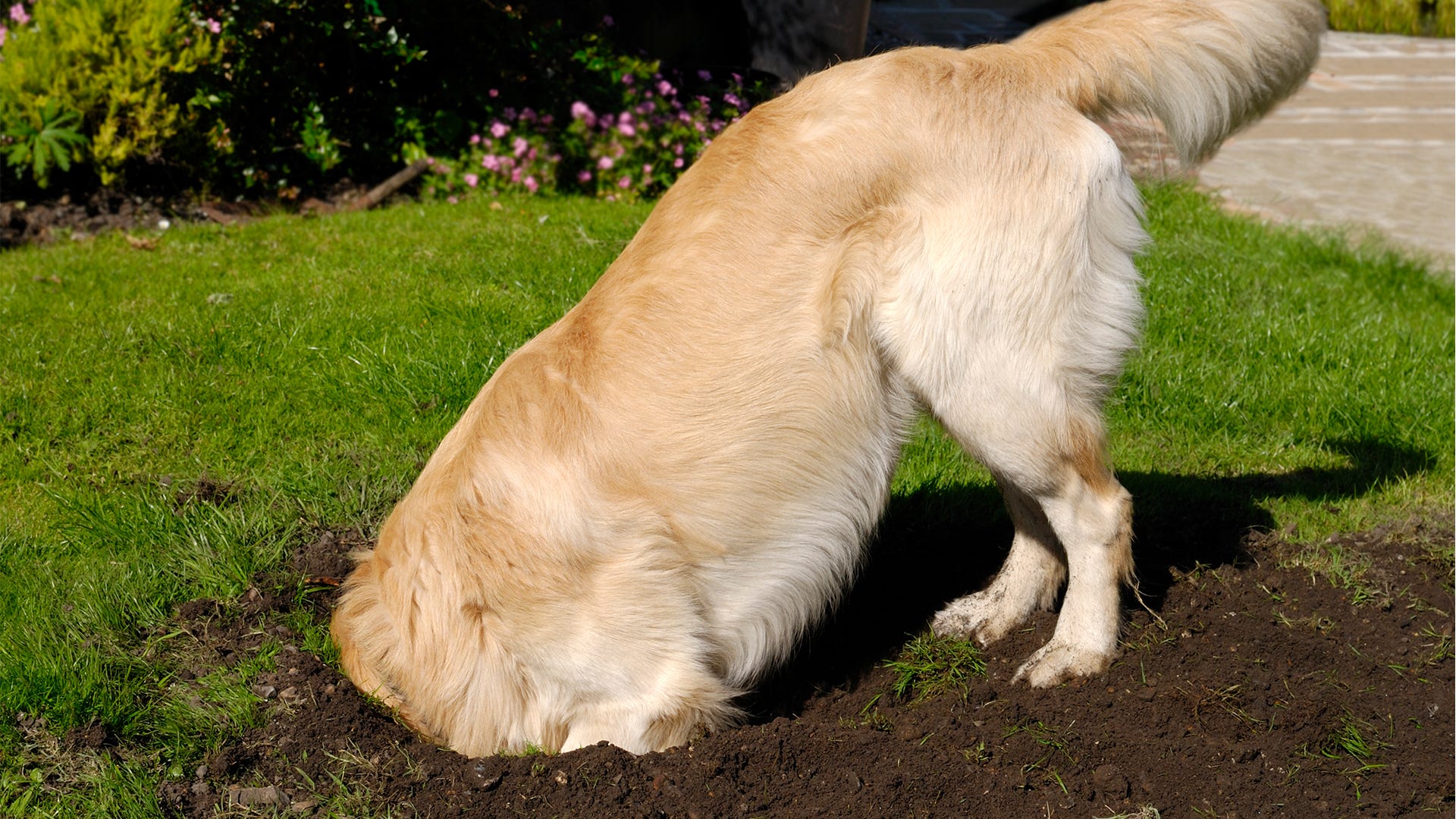 what smell deters dogs from digging