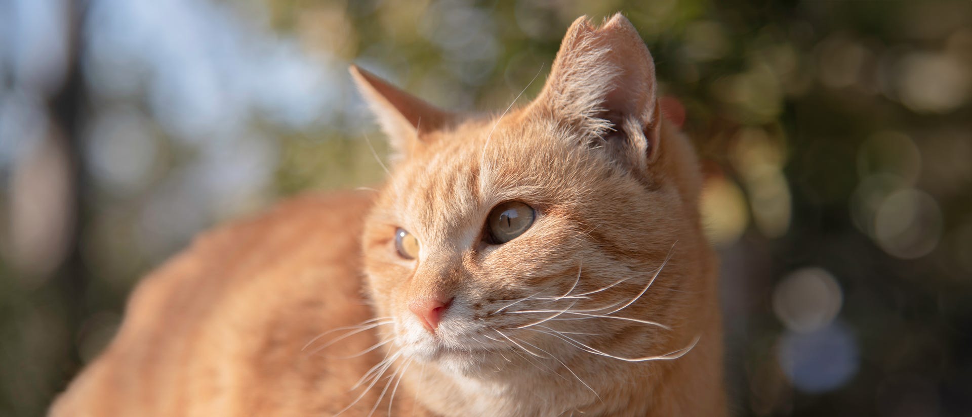 stray orange tabby cat with a tipped ear sits outdoors