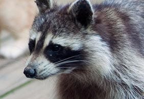 https://www.havahart.com/media/wysiwyg/hh/category/hh-category-sba-raccoons.jpg