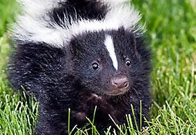 Skunks