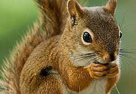 https://www.havahart.com/media/wysiwyg/hh/category/hh-category-sba-squirrels.jpg