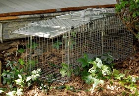 Woodstream Live Animal Cage Trap 4449002