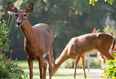 Pest Animal Library