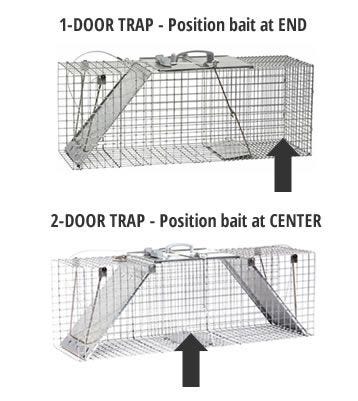 Use Havahart Live Animal Trap to Bait and Catch Raccoon, Groundhog, and  other Nuisance Wildlife 