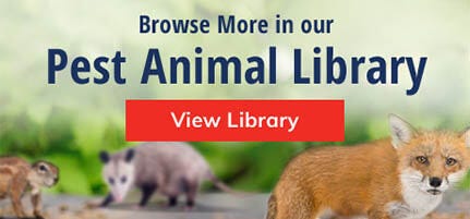 Browse More in Our Pest Animal Library