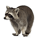 Raccoons