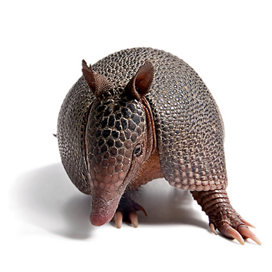 Armadillo Facts  Learn About Armadillos - Havahart®