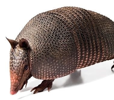 armadillo