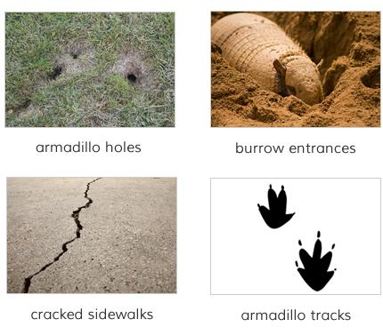 Identify armadillo damage