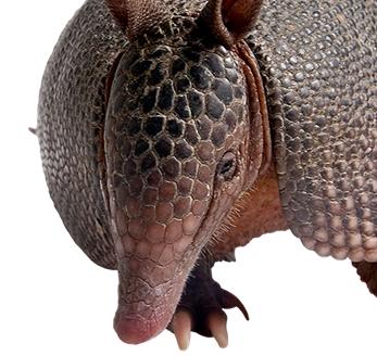 Armadillo Facts  Learn About Armadillos - Havahart®