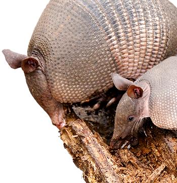 Armadillo Facts  Learn About Armadillos - Havahart®