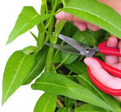 pruning a plant