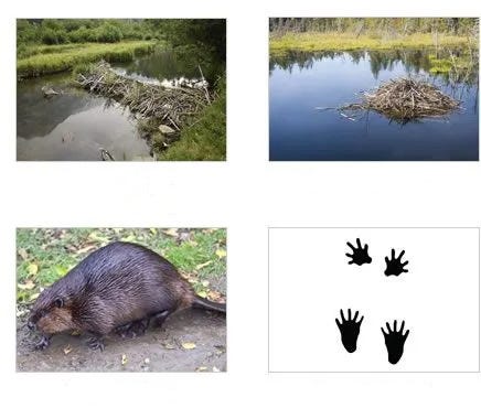 Identify Beaver damage