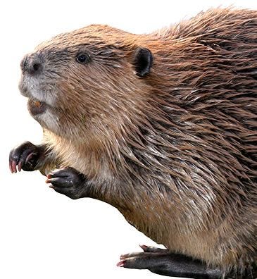 beaver