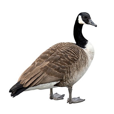 Bird-1