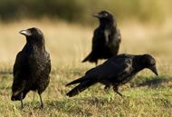 crows