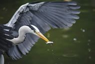 heron