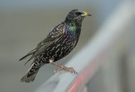 starlings