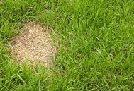overgrazed grass