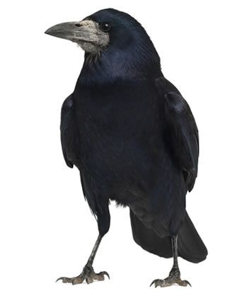 Rook - Bird Factfile