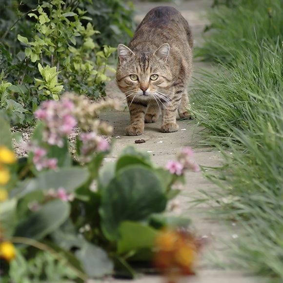 How to Get Rid of Feral Cats Cat Removal Havahart® US