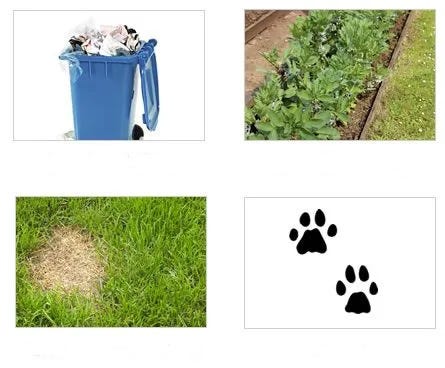 Identify Cat damage