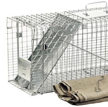 Trapping of feral cats using cage traps - PestSmart