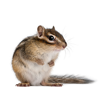 Effectively Get Rid of Chipmunks with Proper Baiting and Trapping